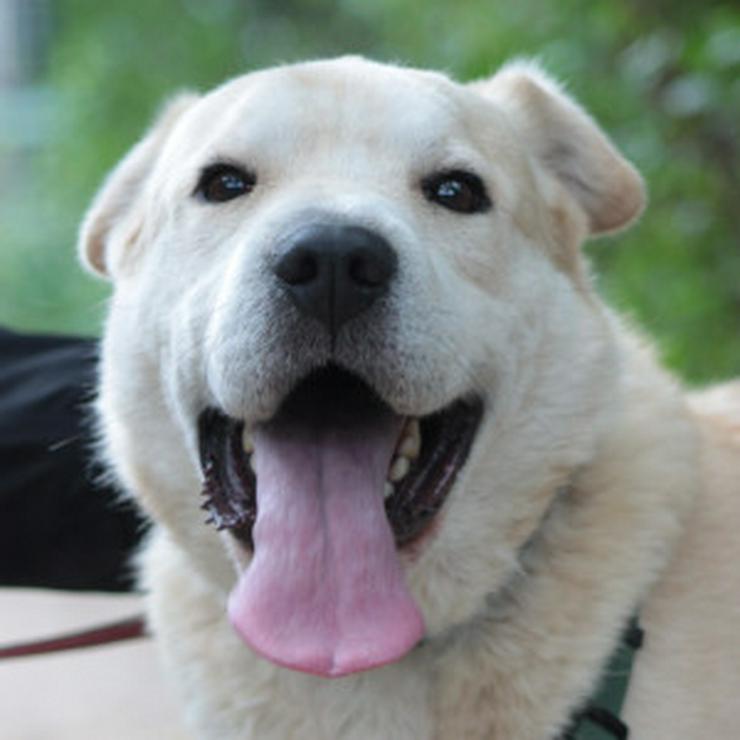 Yukka sucht ein liebevolles Zuhause, in dem seine Bedürfnisse verstanden und berücksichtigt werden. 