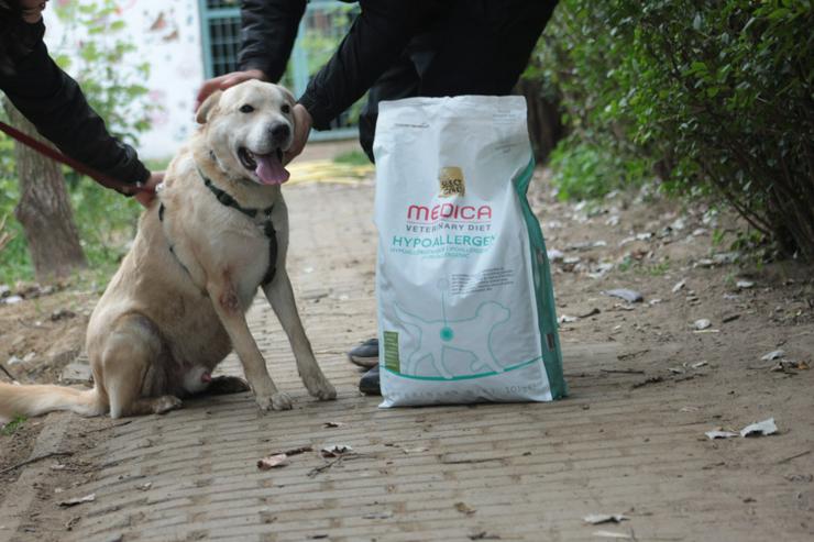 Bild 8: Yukka sucht ein liebevolles Zuhause, in dem seine Bedürfnisse verstanden und berücksichtigt werden. 