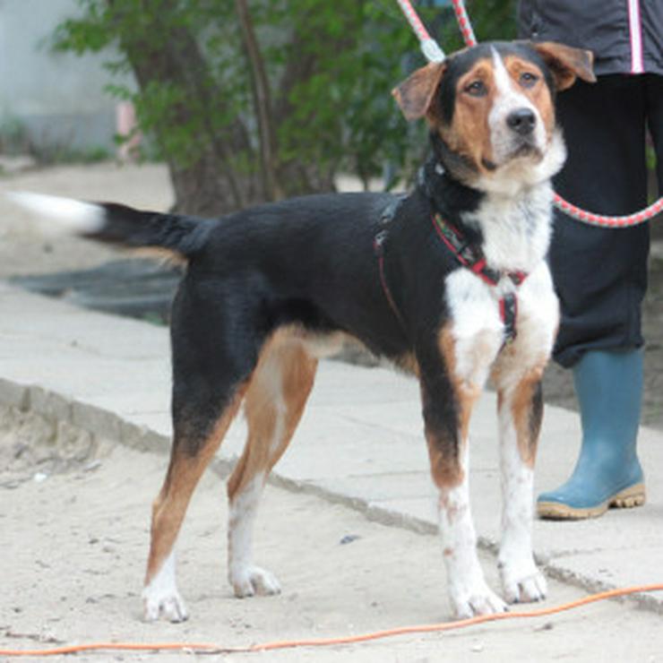 Bild 13: Für Ramos suchen wir ein liebevolles und schönes Zuhause, das ihm die Geborgenheit bietet, die er verdient. 