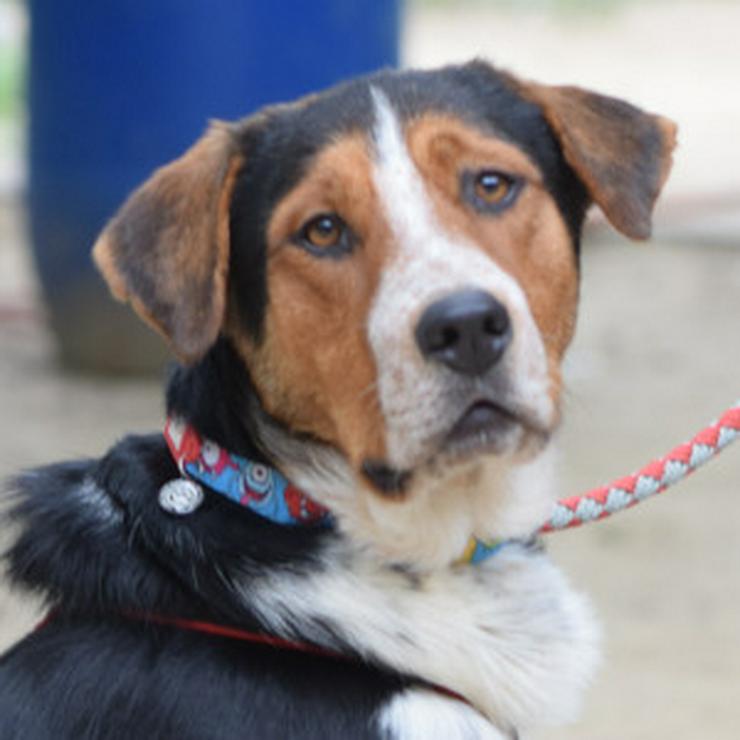 Bild 12: Für Ramos suchen wir ein liebevolles und schönes Zuhause, das ihm die Geborgenheit bietet, die er verdient. 