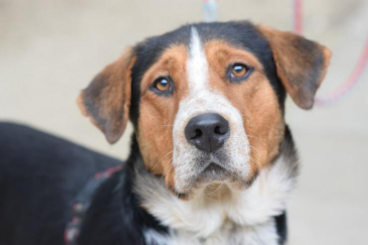 Für Ramos suchen wir ein liebevolles und schönes Zuhause, das ihm die Geborgenheit bietet, die er verdient. 