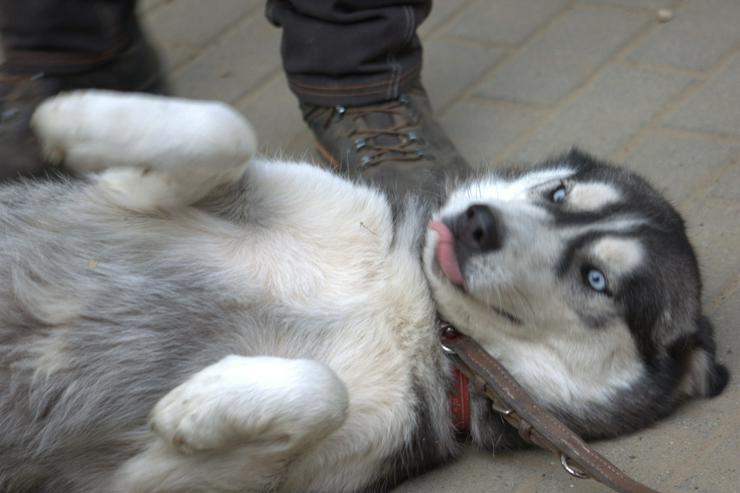 Bild 5: Für Oreon wird ein liebevolles, erfahrenes und aktives Zuhause gesucht.