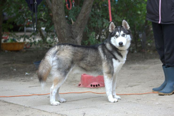 Bild 2: Für Oreon wird ein liebevolles, erfahrenes und aktives Zuhause gesucht.