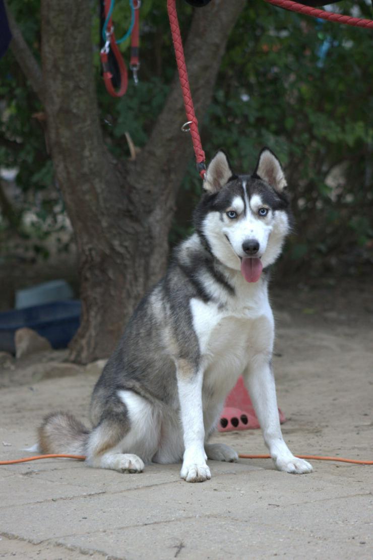 Bild 3: Für Oreon wird ein liebevolles, erfahrenes und aktives Zuhause gesucht.