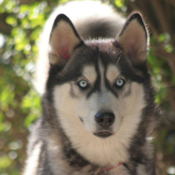 Bild 10: Bonnie ist eine äußerst menschenbezogene und verschmuste Hündin. 