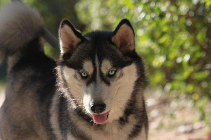 Bild 5: Bonnie ist eine äußerst menschenbezogene und verschmuste Hündin. 
