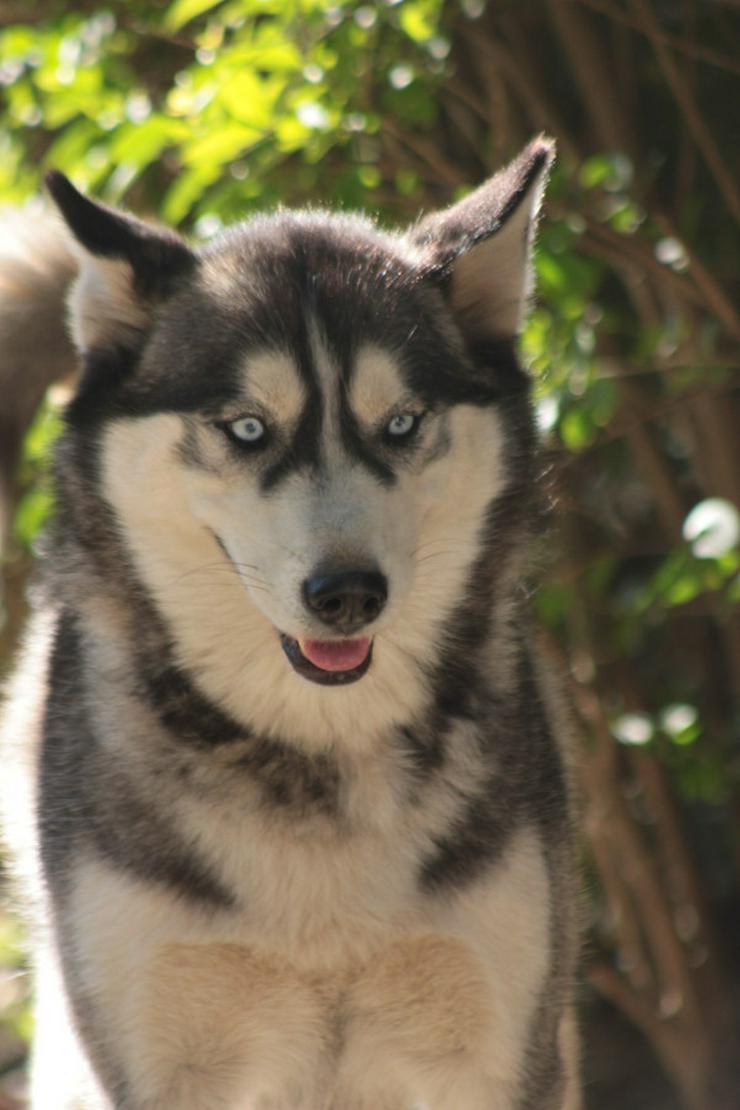 Bild 7: Bonnie ist eine äußerst menschenbezogene und verschmuste Hündin. 