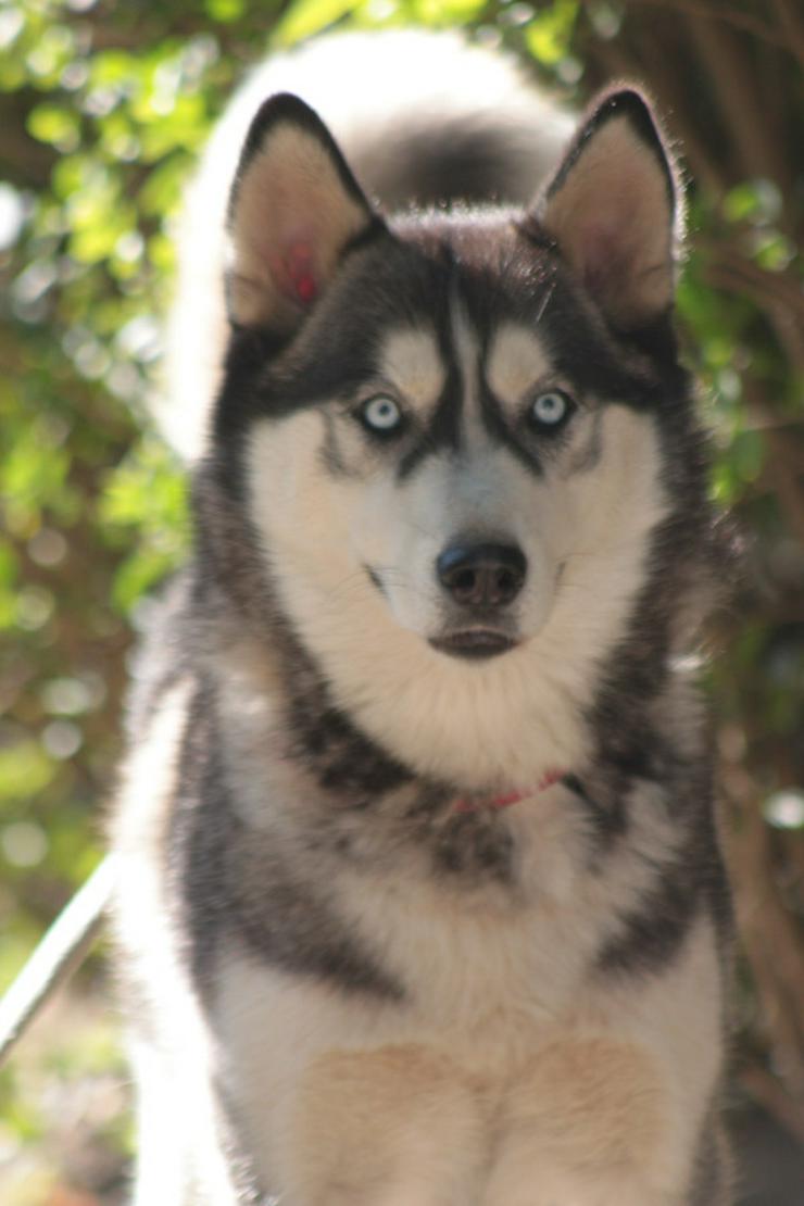 Bonnie ist eine äußerst menschenbezogene und verschmuste Hündin. 