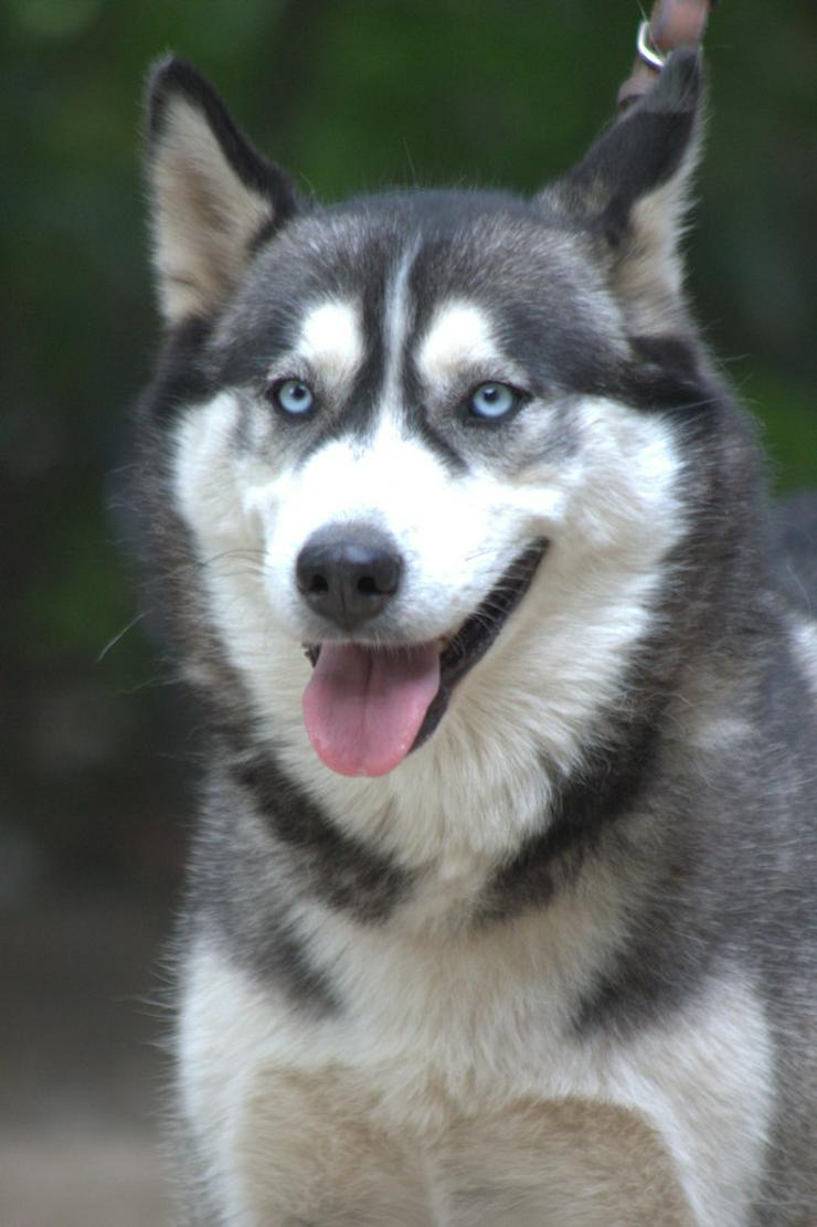 Bild 9: Bonnie ist eine äußerst menschenbezogene und verschmuste Hündin. 