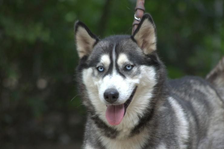 Bild 3: Bonnie ist eine äußerst menschenbezogene und verschmuste Hündin. 