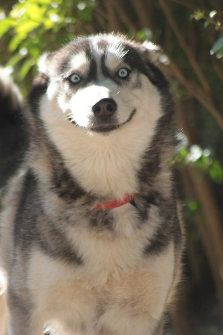 Bild 4: Bonnie ist eine äußerst menschenbezogene und verschmuste Hündin. 