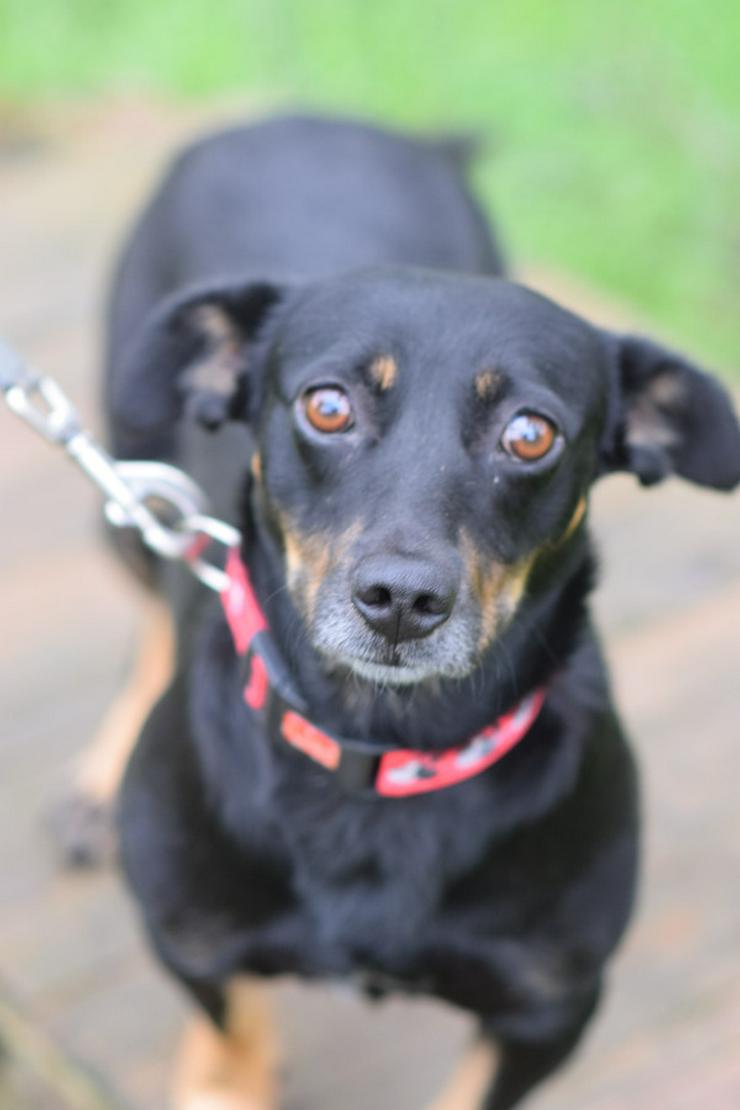 Bild 6: Amelie ist eine liebevolle Hündin, die ein schönes Zuhause sucht.