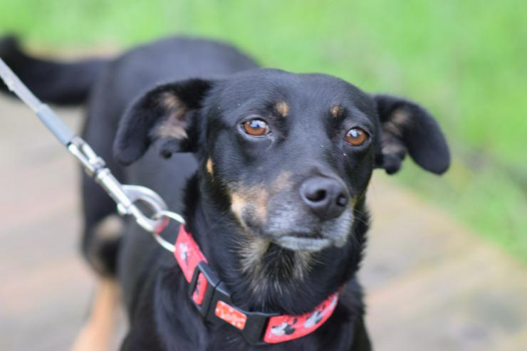 Bild 5: Amelie ist eine liebevolle Hündin, die ein schönes Zuhause sucht.