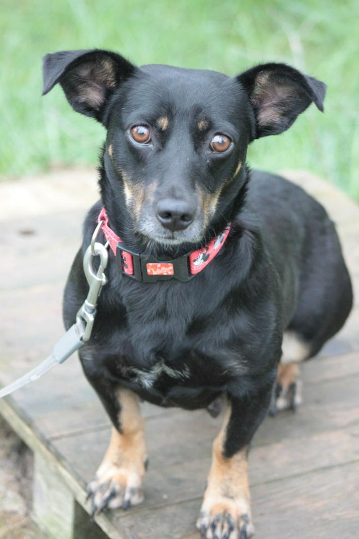 Bild 2: Amelie ist eine liebevolle Hündin, die ein schönes Zuhause sucht.