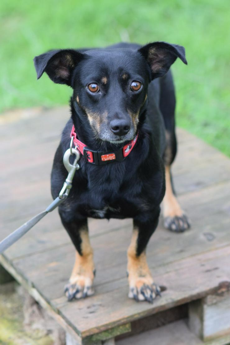 Bild 3: Amelie ist eine liebevolle Hündin, die ein schönes Zuhause sucht.