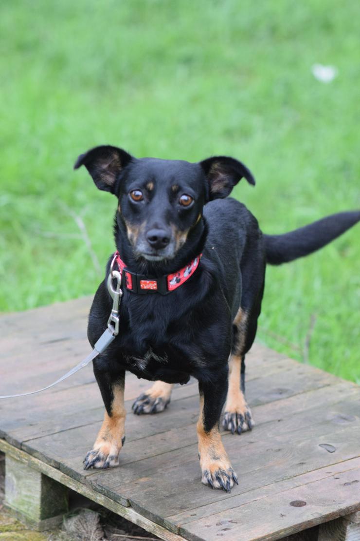 Bild 7: Amelie ist eine liebevolle Hündin, die ein schönes Zuhause sucht.