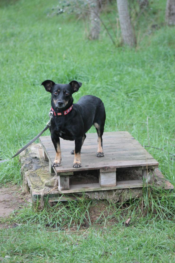 Bild 9: Amelie ist eine liebevolle Hündin, die ein schönes Zuhause sucht.