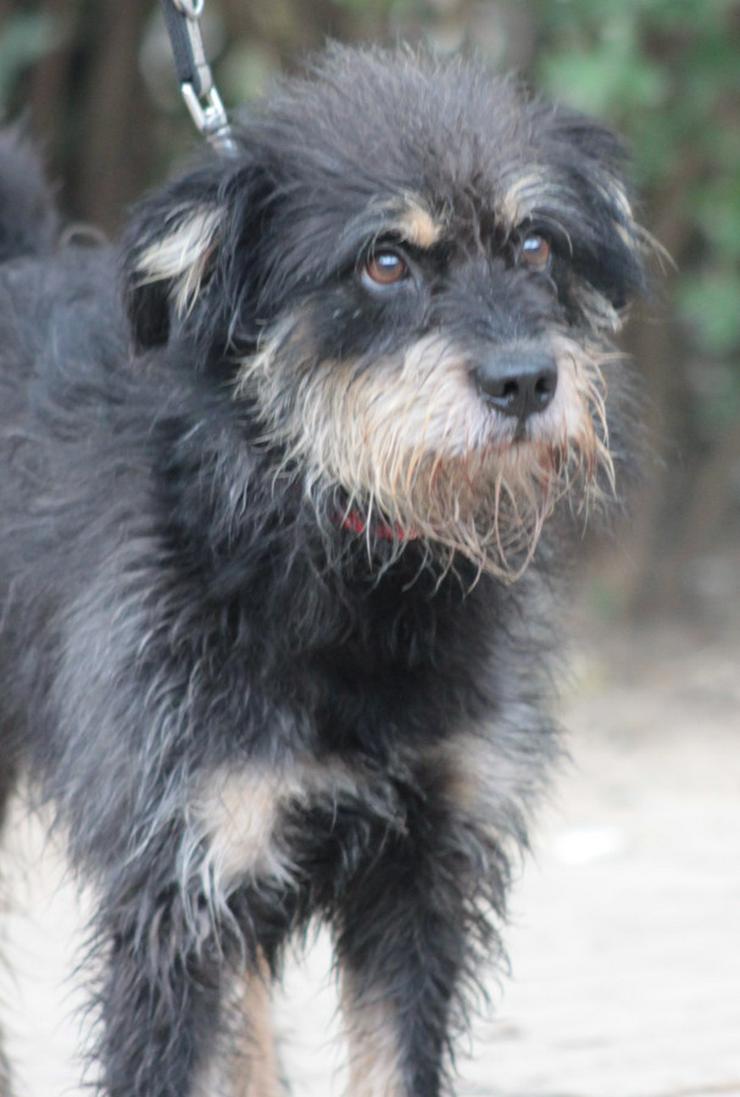 Picknick ist ein lernfähiger und williger Hund, der anfangs große Schwierigkeiten hatte, Menschen zu vertrauen.