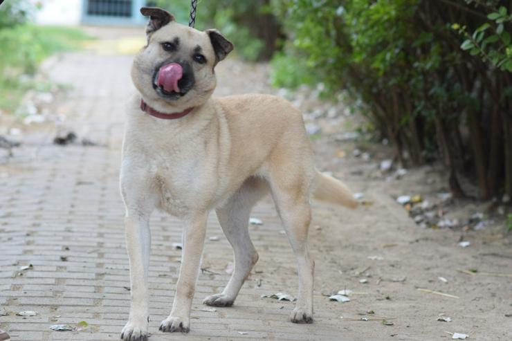 Bild 2: Lisa ist eine nette, große Hündin, die ein schönes und geduldiges Zuhause sucht.