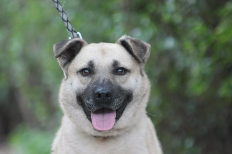 Lisa ist eine nette, große Hündin, die ein schönes und geduldiges Zuhause sucht.