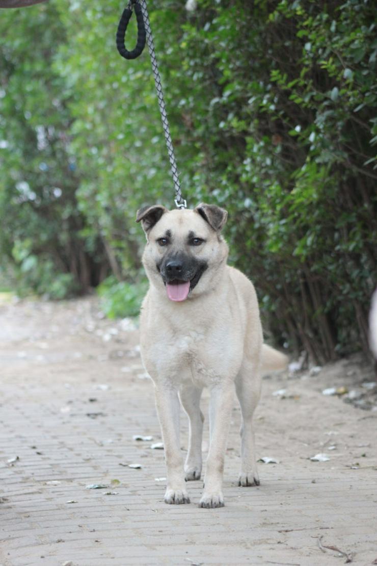 Bild 9: Lisa ist eine nette, große Hündin, die ein schönes und geduldiges Zuhause sucht.