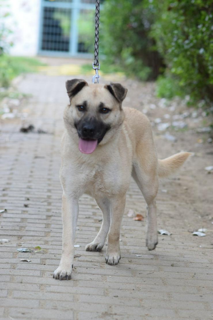 Bild 3: Lisa ist eine nette, große Hündin, die ein schönes und geduldiges Zuhause sucht.