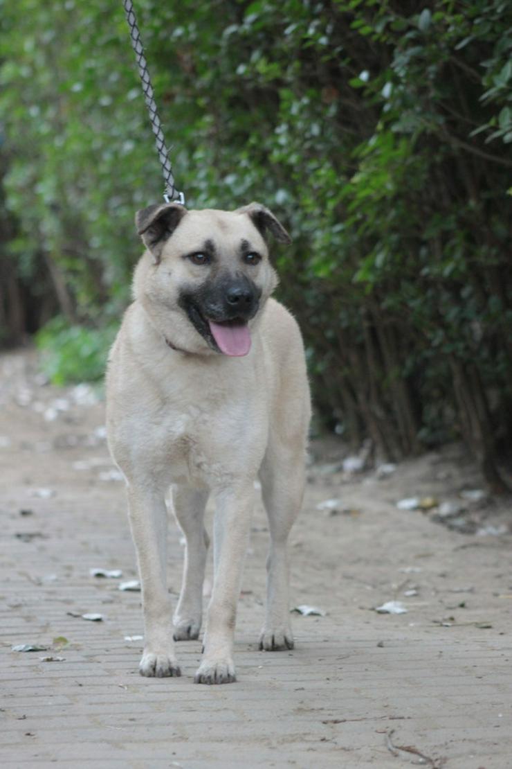 Bild 10: Lisa ist eine nette, große Hündin, die ein schönes und geduldiges Zuhause sucht.