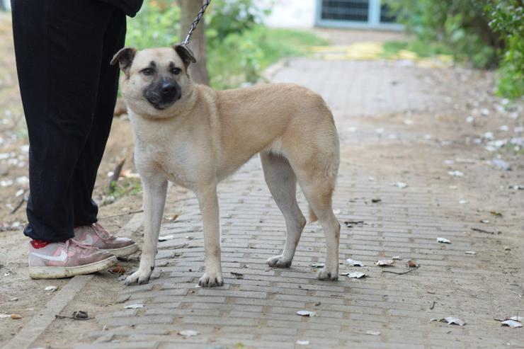 Bild 8: Lisa ist eine nette, große Hündin, die ein schönes und geduldiges Zuhause sucht.