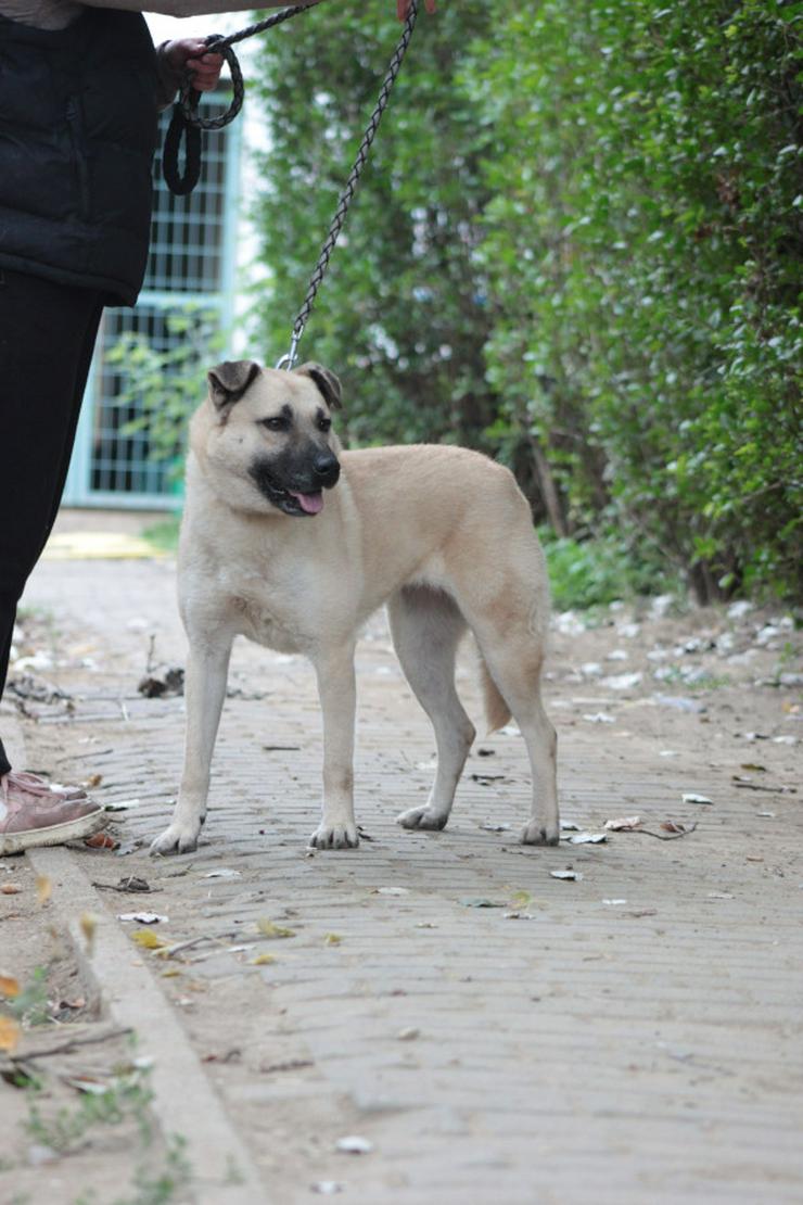 Bild 11: Lisa ist eine nette, große Hündin, die ein schönes und geduldiges Zuhause sucht.