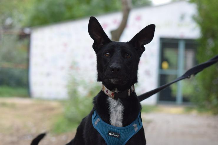 Bild 10: Lindor, eine charmante Labrador-Mix-Hündin, ist auf der Suche nach einem liebevollen Zuhause.