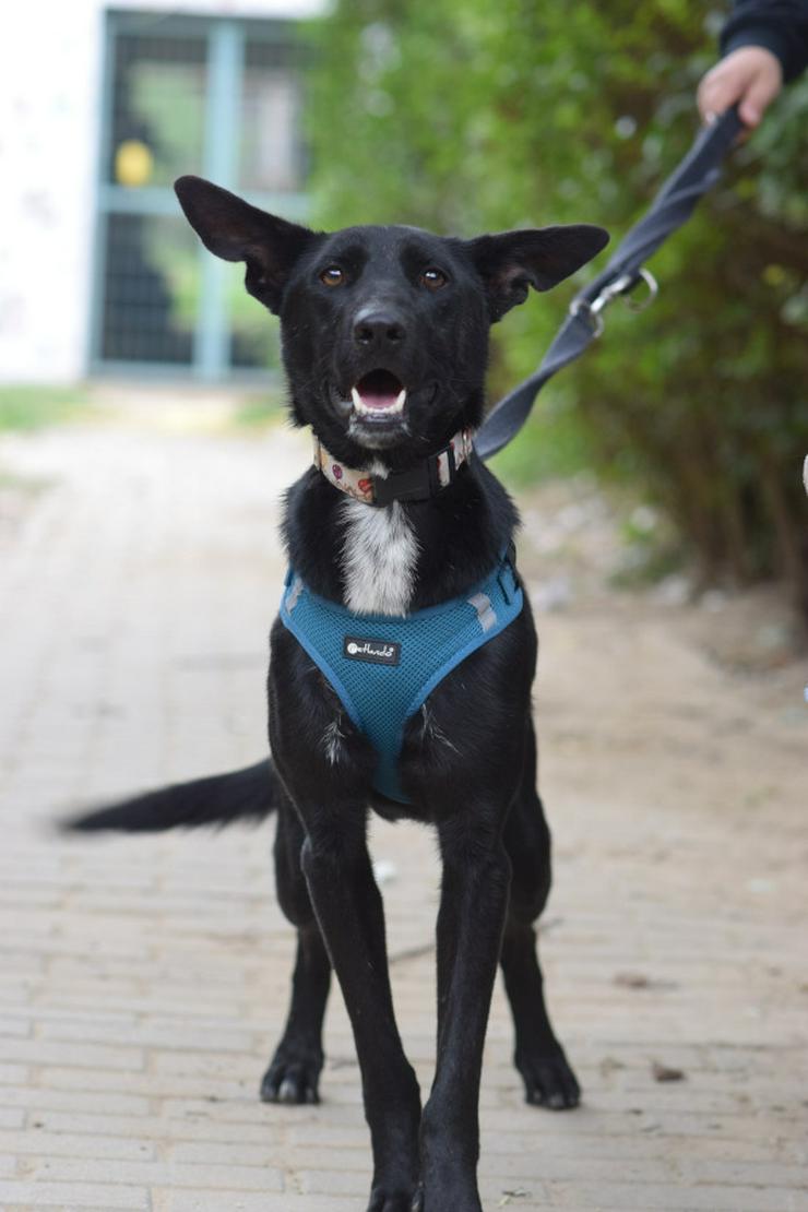 Bild 7: Lindor, eine charmante Labrador-Mix-Hündin, ist auf der Suche nach einem liebevollen Zuhause.