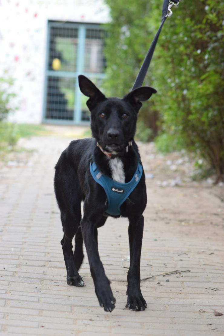 Bild 5: Lindor, eine charmante Labrador-Mix-Hündin, ist auf der Suche nach einem liebevollen Zuhause.