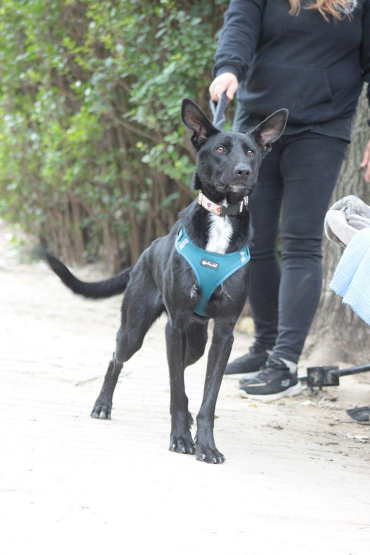 Bild 8: Lindor, eine charmante Labrador-Mix-Hündin, ist auf der Suche nach einem liebevollen Zuhause.