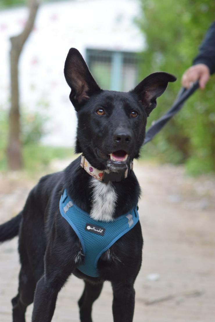 Bild 3: Lindor, eine charmante Labrador-Mix-Hündin, ist auf der Suche nach einem liebevollen Zuhause.