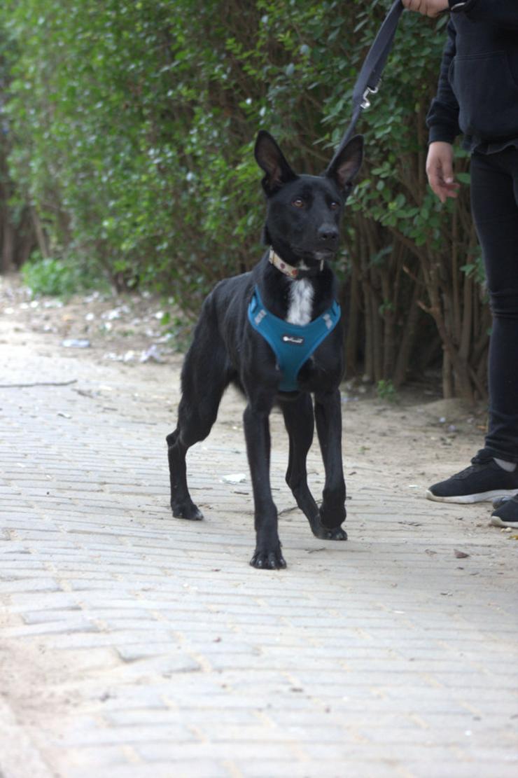 Bild 9: Lindor, eine charmante Labrador-Mix-Hündin, ist auf der Suche nach einem liebevollen Zuhause.