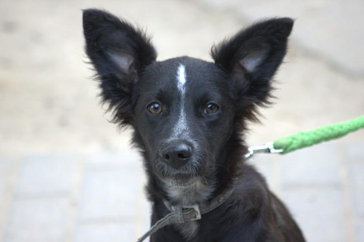 Bild 11: Freja ist eine bezaubernde Border Collie Mix Hündin, deren Mutter ein reinrassiger Border Collie ist.
