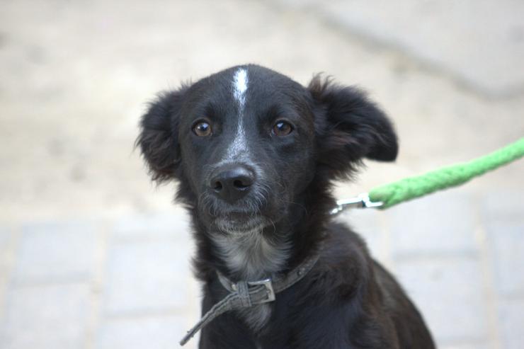 Bild 13: Freja ist eine bezaubernde Border Collie Mix Hündin, deren Mutter ein reinrassiger Border Collie ist.