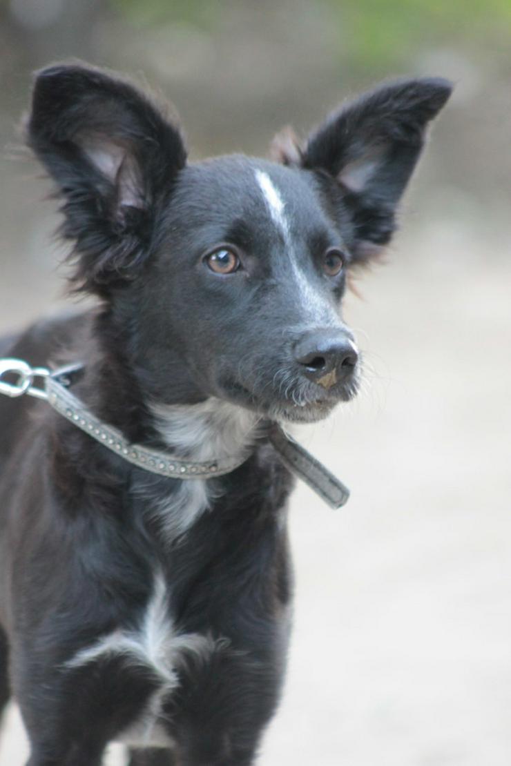 Bild 3: Freja ist eine bezaubernde Border Collie Mix Hündin, deren Mutter ein reinrassiger Border Collie ist.