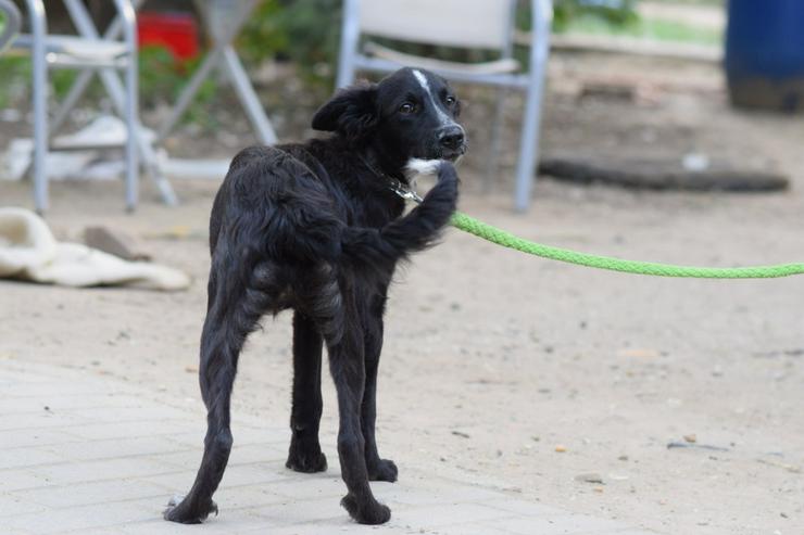 Bild 4: Freja ist eine bezaubernde Border Collie Mix Hündin, deren Mutter ein reinrassiger Border Collie ist.