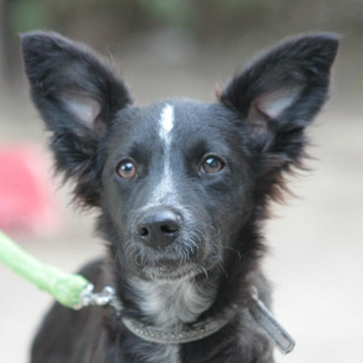 Bild 14: Freja ist eine bezaubernde Border Collie Mix Hündin, deren Mutter ein reinrassiger Border Collie ist.