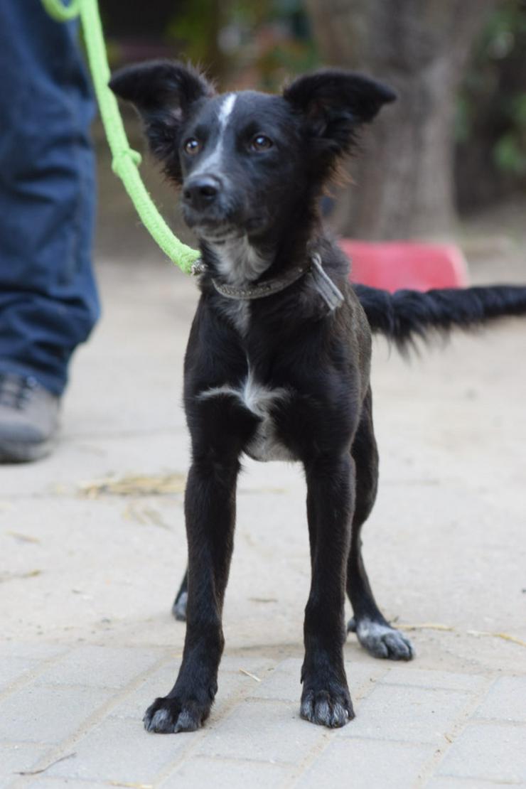 Bild 12: Freja ist eine bezaubernde Border Collie Mix Hündin, deren Mutter ein reinrassiger Border Collie ist.