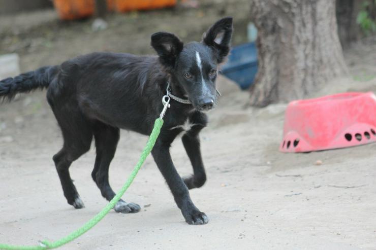 Bild 6: Freja ist eine bezaubernde Border Collie Mix Hündin, deren Mutter ein reinrassiger Border Collie ist.