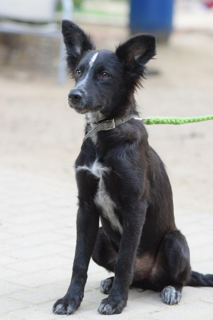 Bild 10: Freja ist eine bezaubernde Border Collie Mix Hündin, deren Mutter ein reinrassiger Border Collie ist.