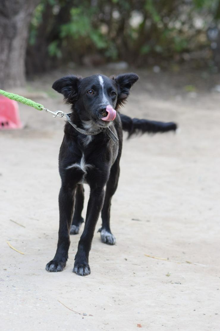 Bild 9: Freja ist eine bezaubernde Border Collie Mix Hündin, deren Mutter ein reinrassiger Border Collie ist.