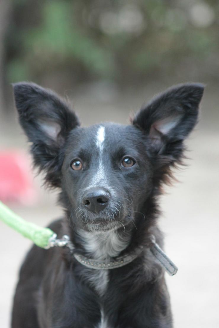 Bild 2: Freja ist eine bezaubernde Border Collie Mix Hündin, deren Mutter ein reinrassiger Border Collie ist.