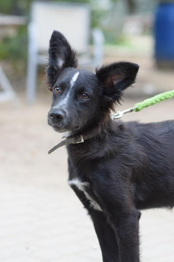 Bild 7: Freja ist eine bezaubernde Border Collie Mix Hündin, deren Mutter ein reinrassiger Border Collie ist.