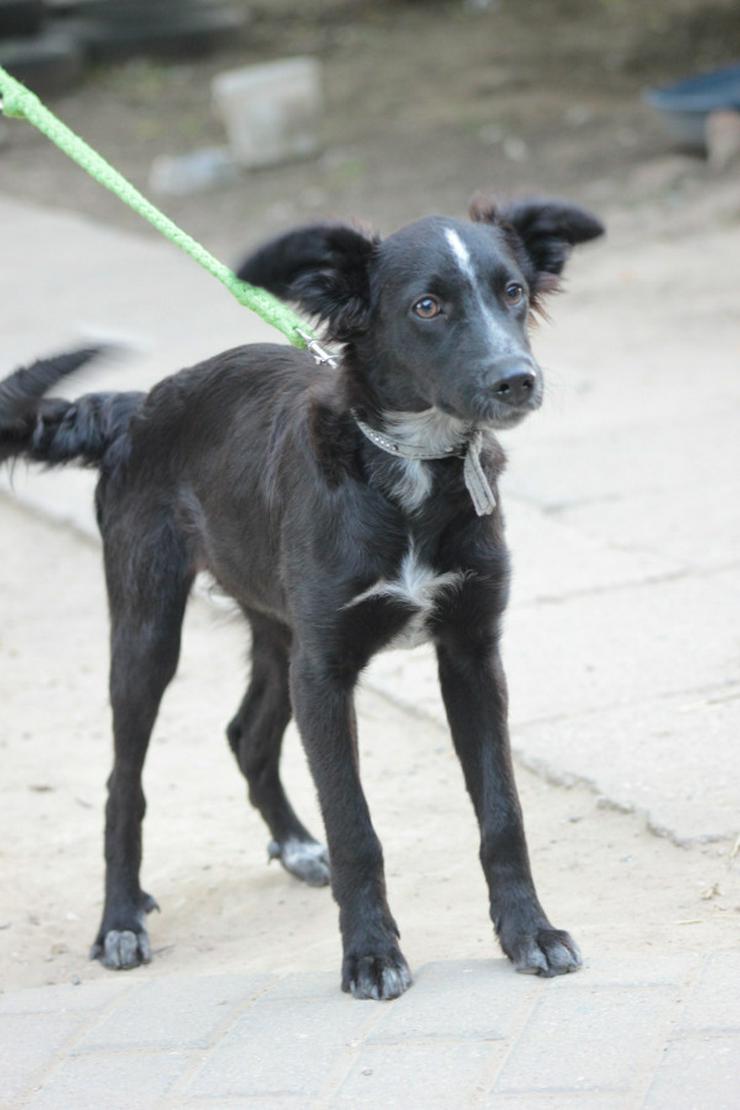 Bild 5: Freja ist eine bezaubernde Border Collie Mix Hündin, deren Mutter ein reinrassiger Border Collie ist.