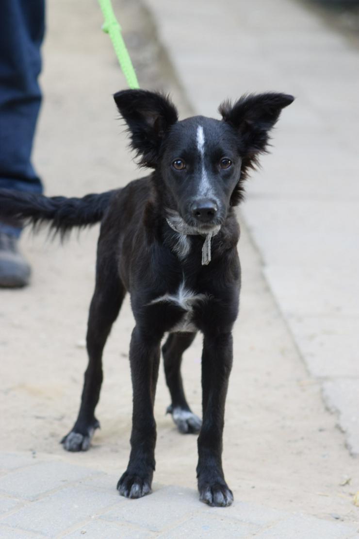 Bild 8: Freja ist eine bezaubernde Border Collie Mix Hündin, deren Mutter ein reinrassiger Border Collie ist.