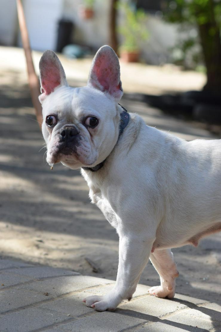 Bild 3: Bijou ist eine entzückende französische Bulldogge.