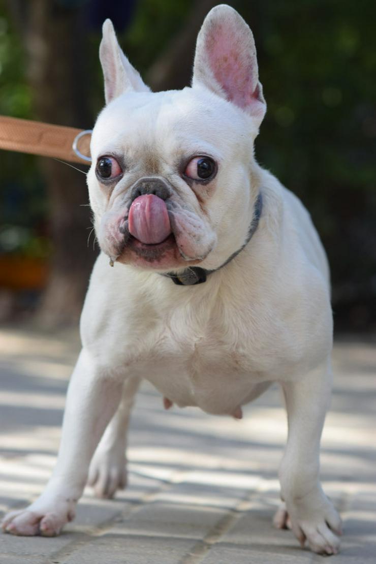 Bild 7: Bijou ist eine entzückende französische Bulldogge.